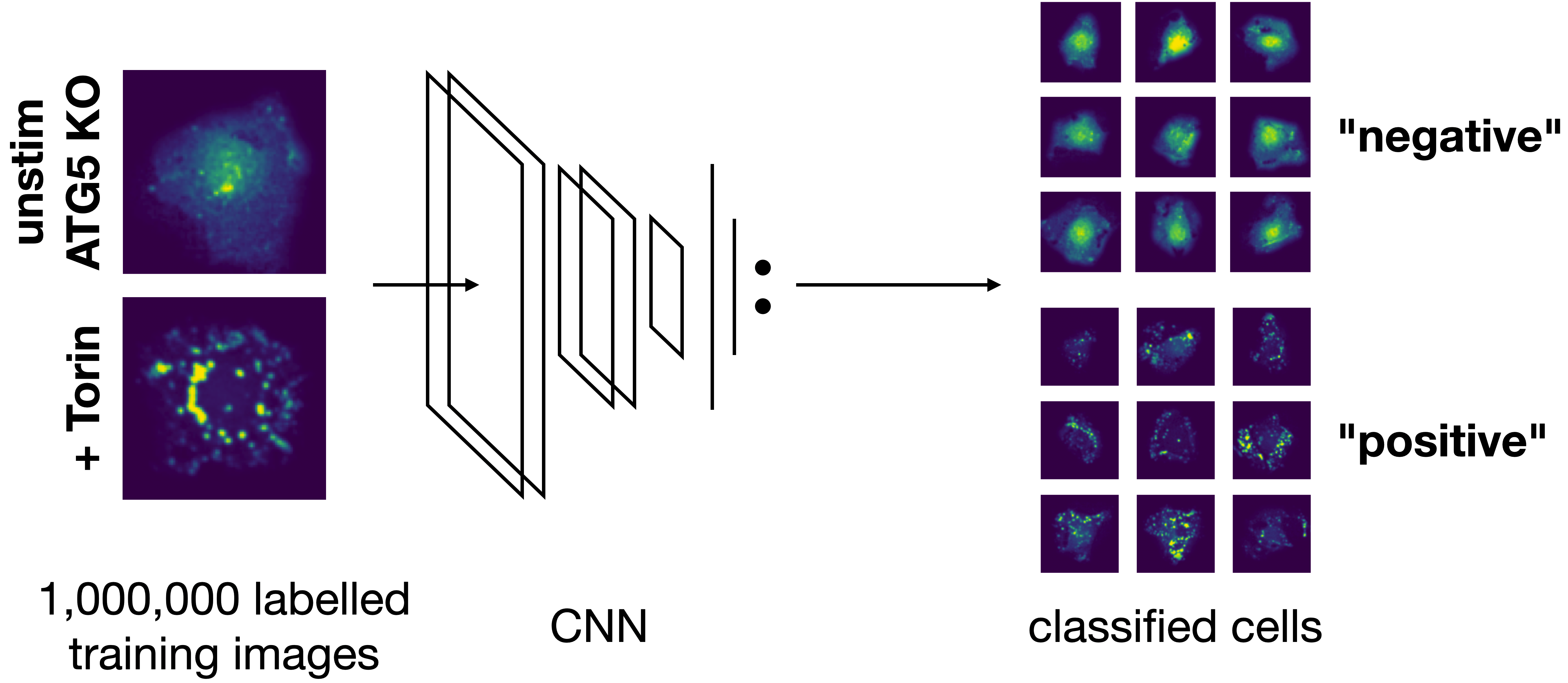 autophagy classification with example cells